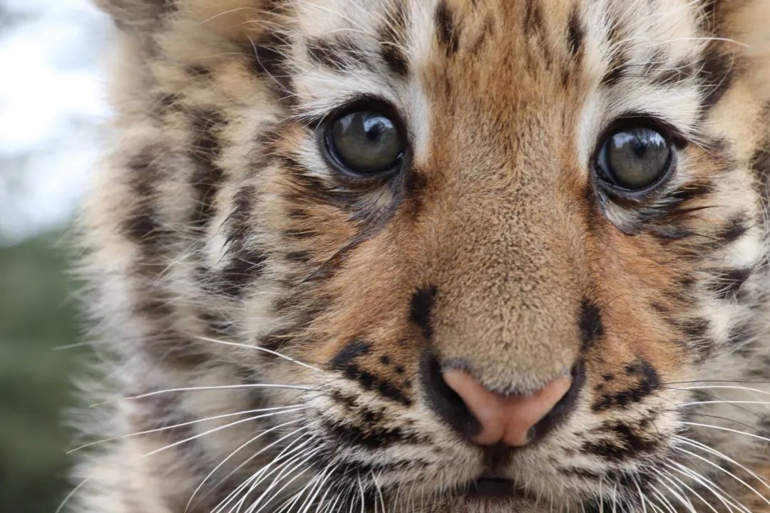 云南野生动物园