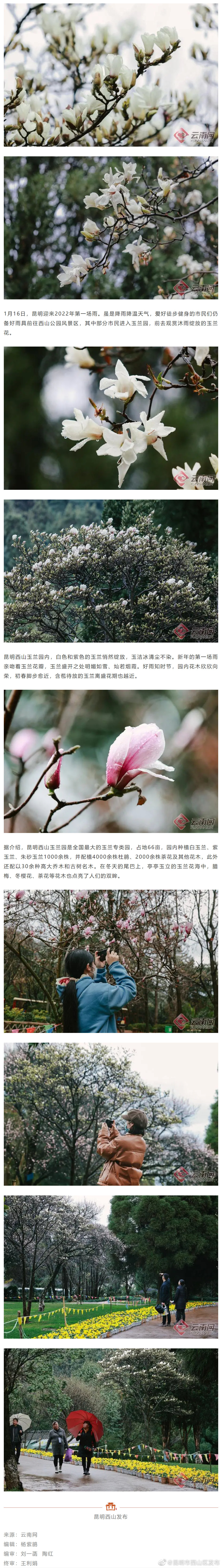 一场玉兰花雨！西山区这处美景藏不住了