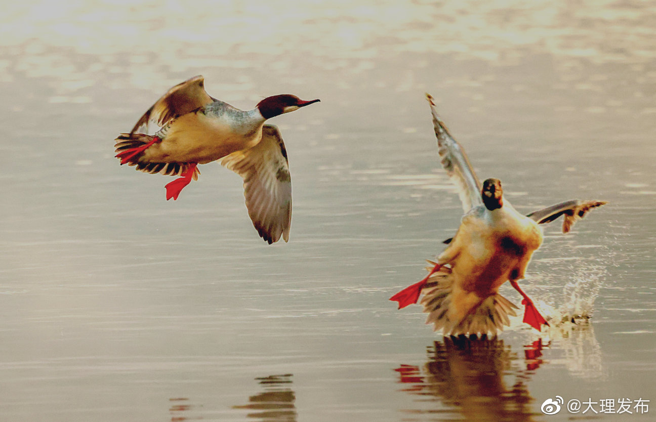 “大理发布”微博