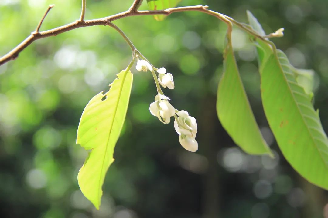 西双版纳望天树景区