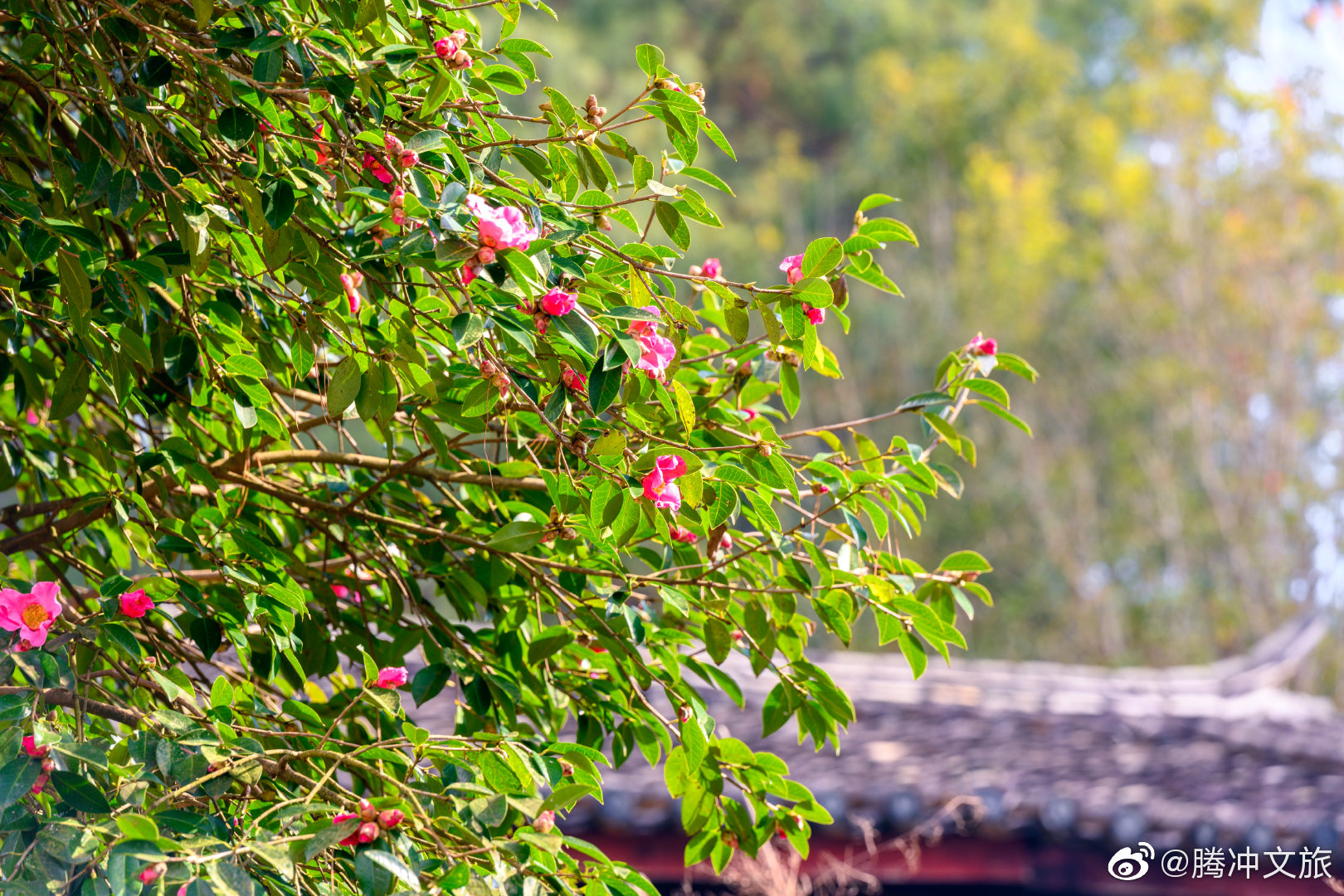 腾冲文旅微博