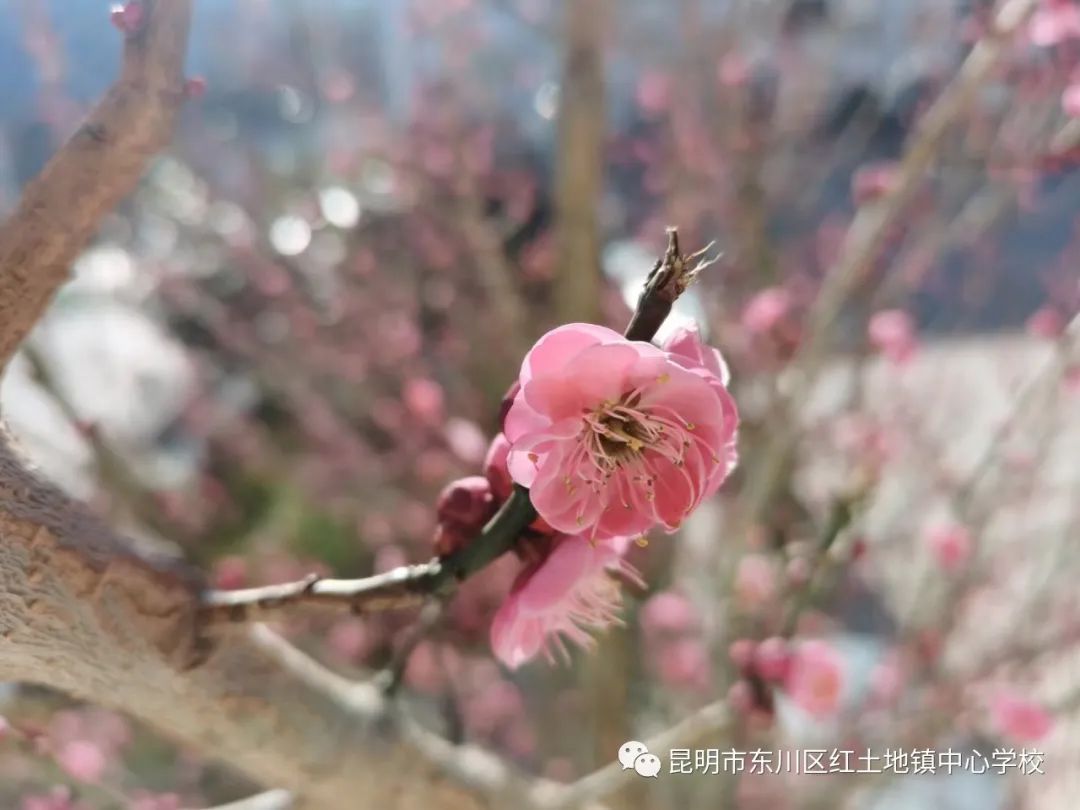 东川教育(微信)