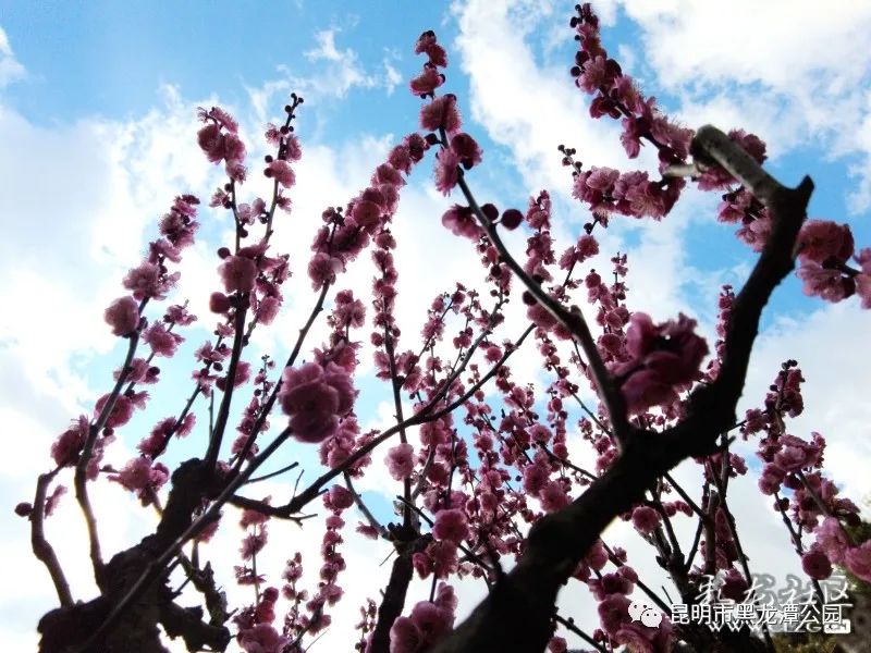 昆明市黑龙潭公园