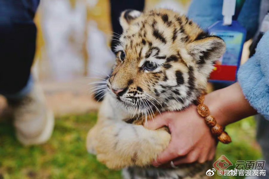 “昆明官渡发布”微博