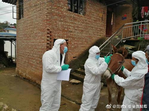 市动物疫控制中心到石林县开展马鼻疽无疫监测