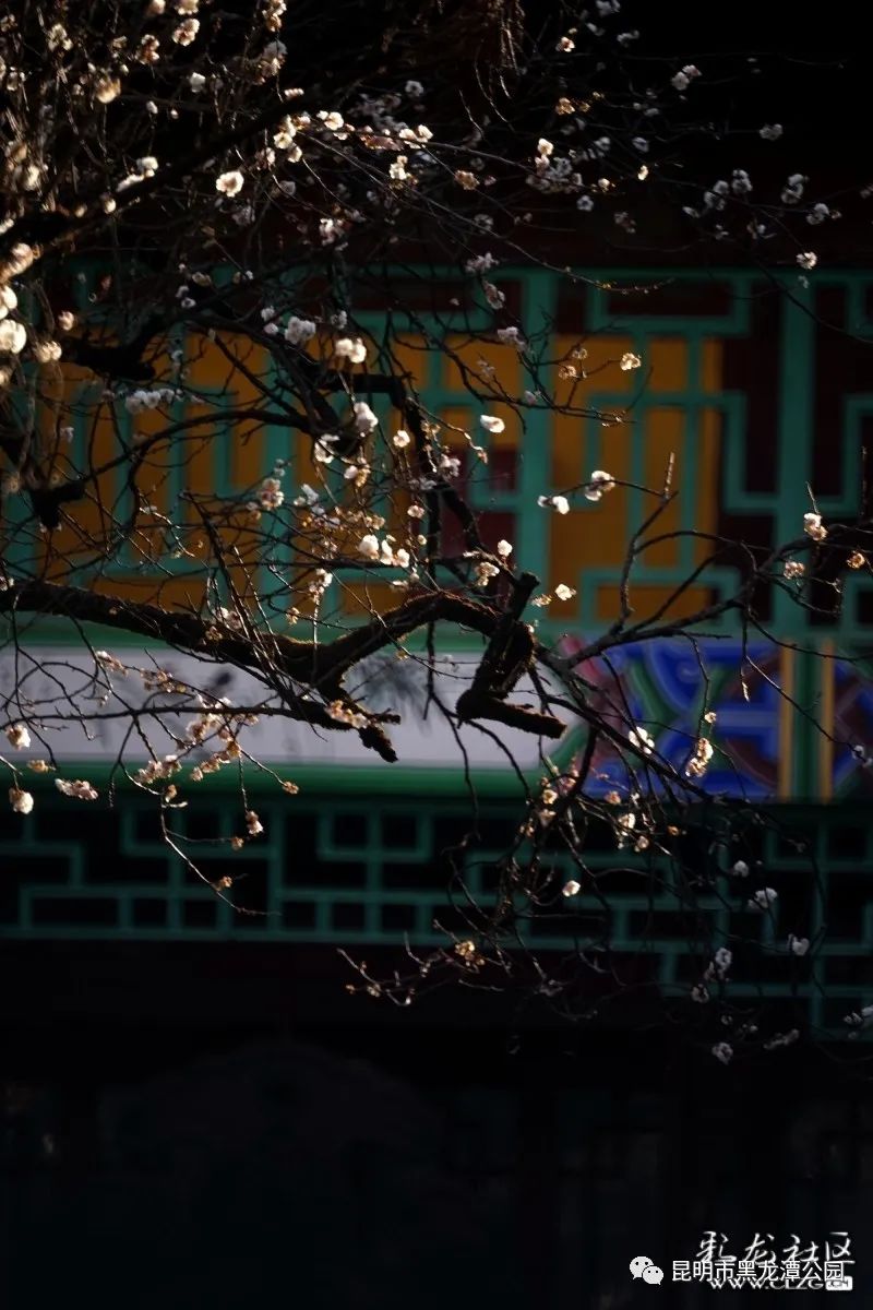 昆明市黑龙潭公园