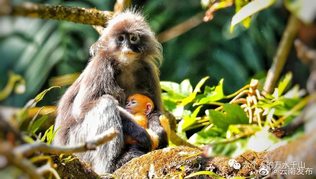 “云南发布”微博