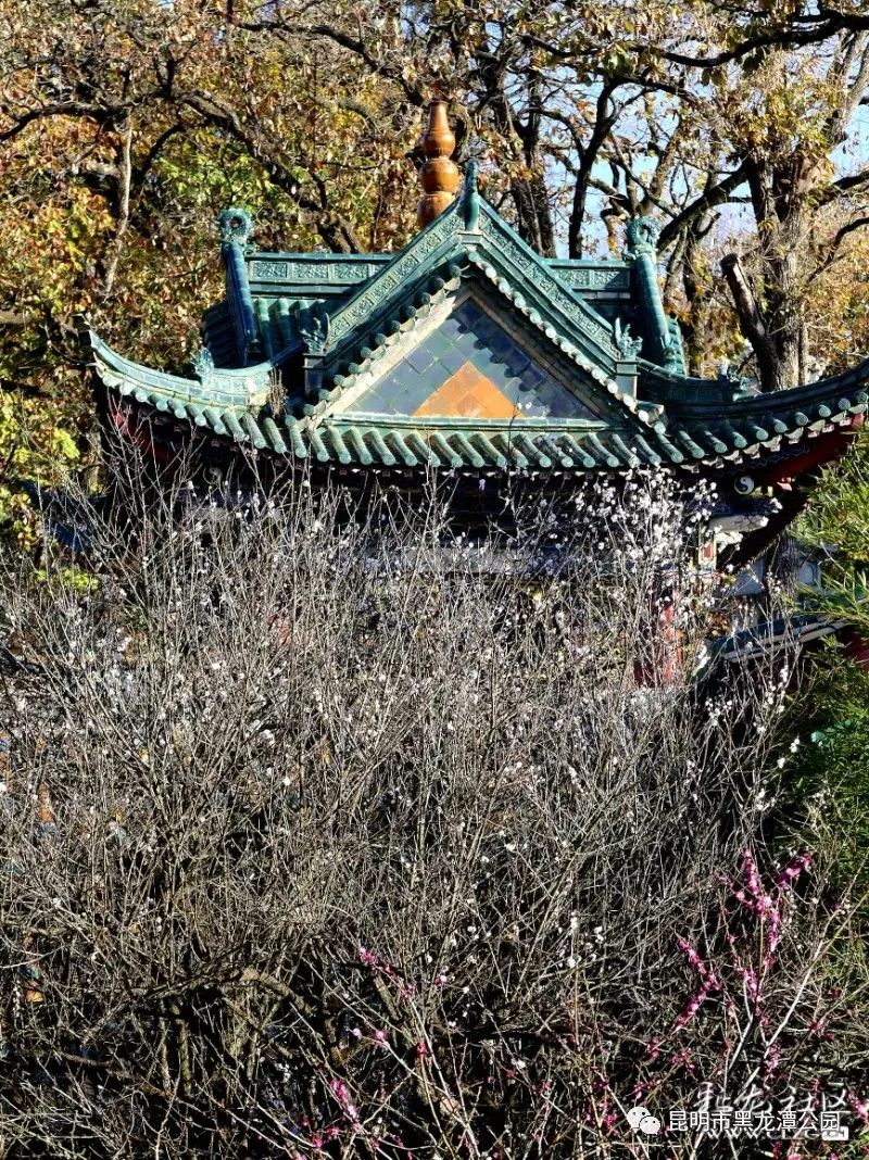 昆明市黑龙潭公园