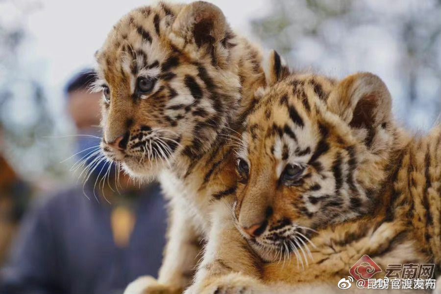 “昆明官渡发布”微博