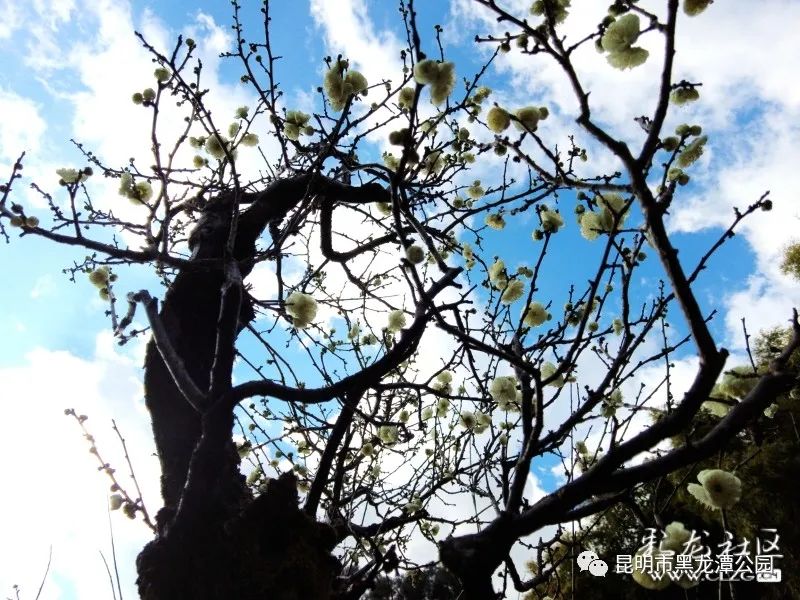 昆明市黑龙潭公园