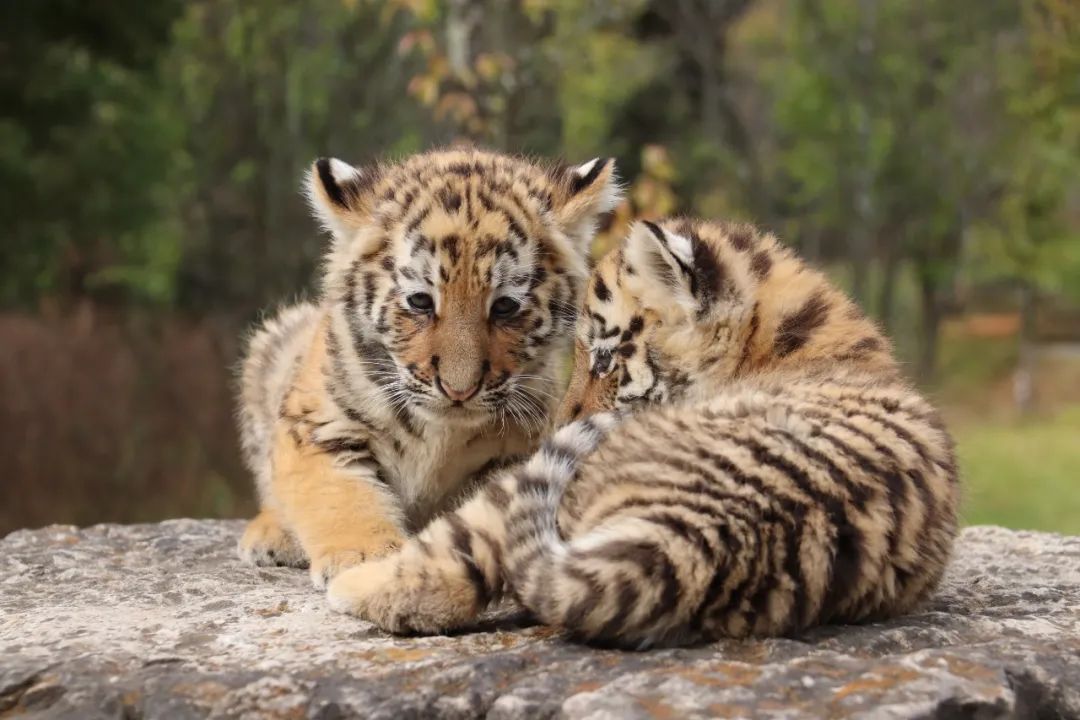 云南野生动物园