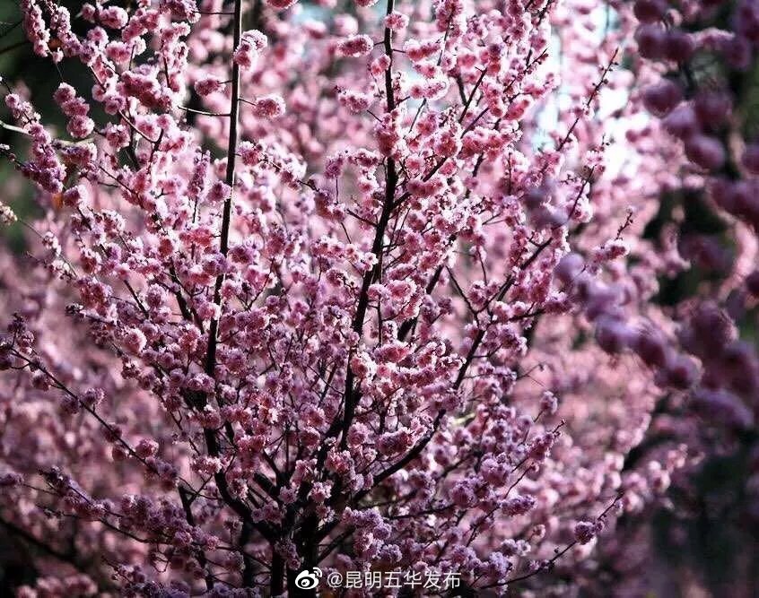 “昆明五华发布”微博
