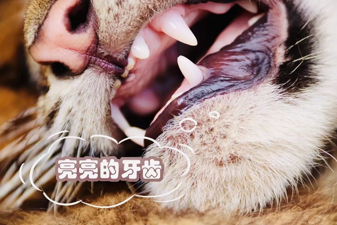 云南野生动物园