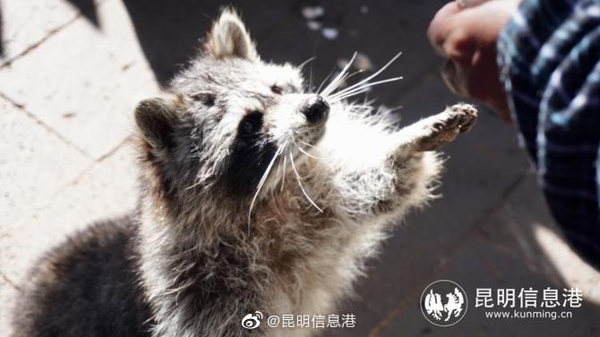 昆明信息港