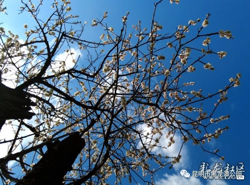 昆明市黑龙潭公园