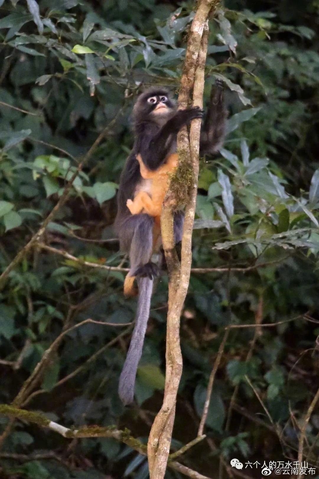 “云南发布”微博