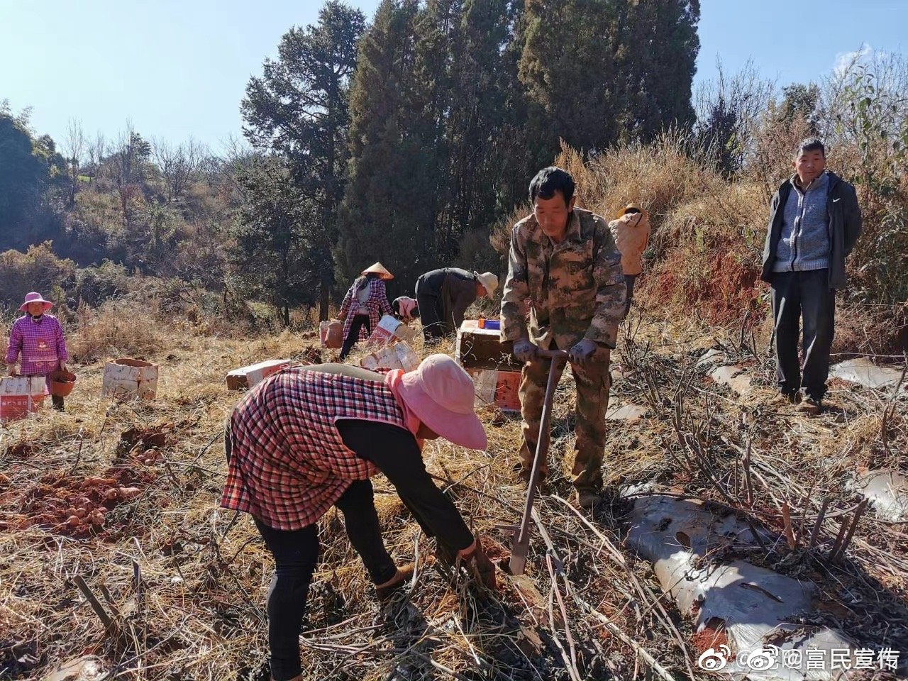 散旦：地下长出“黄金果”唱响丰收“致富曲”