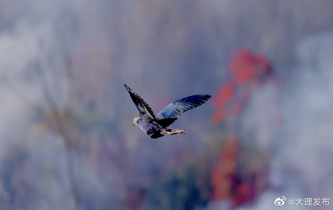 “大理发布”微博