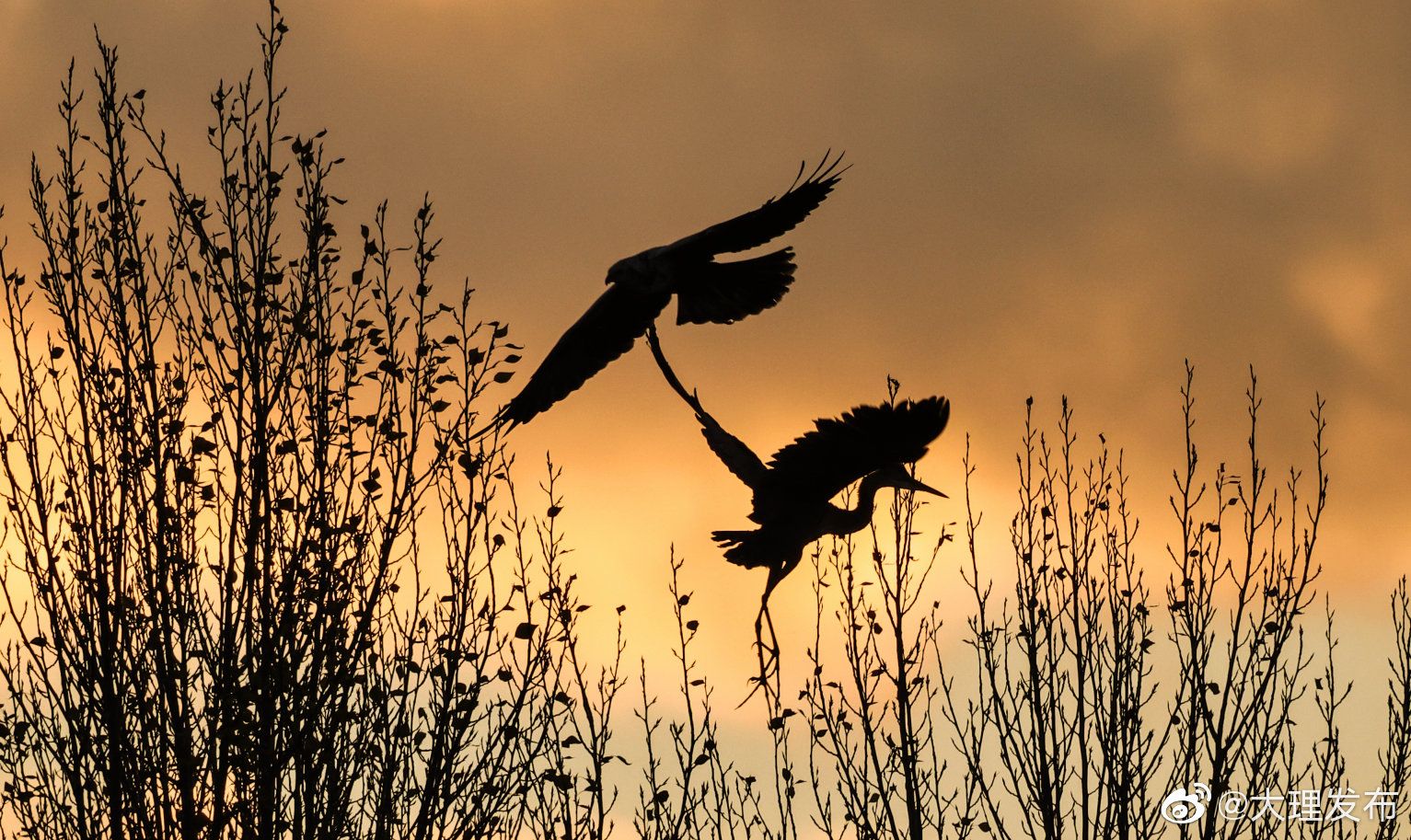 “大理发布”微博