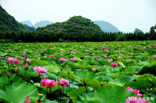 “云南发布”微博