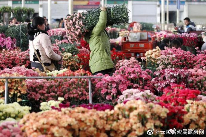 自贸试验区昆明片区推出花卉发展扶持政策