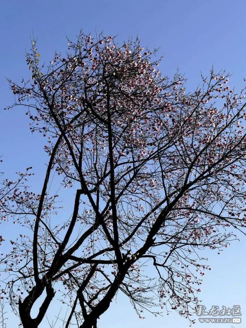 大观楼