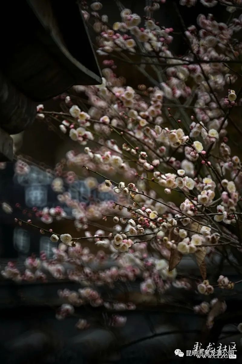 昆明市黑龙潭公园