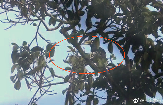 云南纳板河自然保护区记录到野生冠斑犀鸟影像