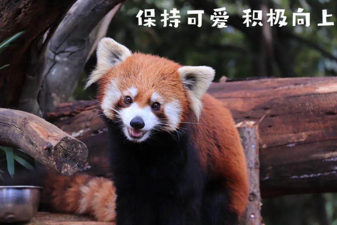 云南野生动物园