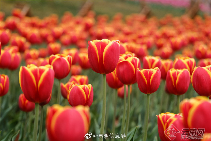 昆明信息港
