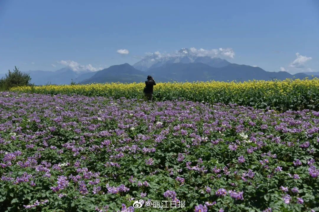 丽江日报