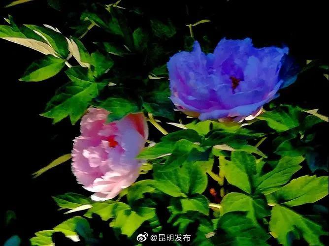 昆明发布