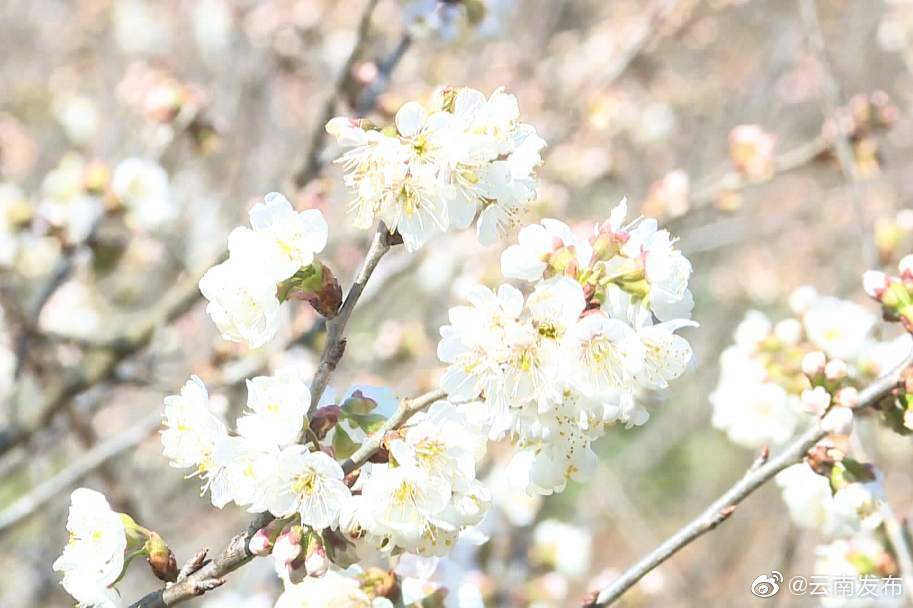 “云南发布”微博