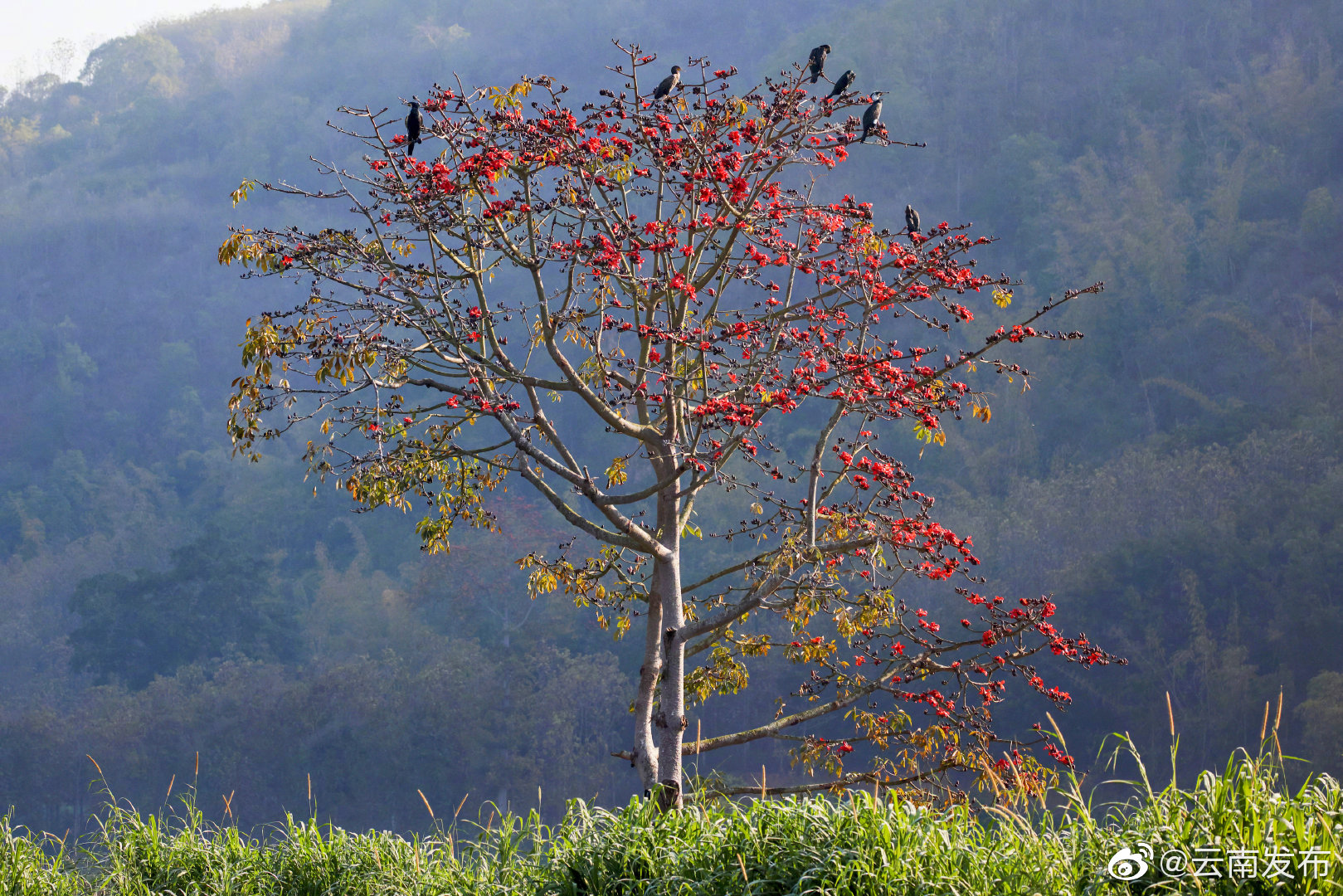 “云南发布”微博