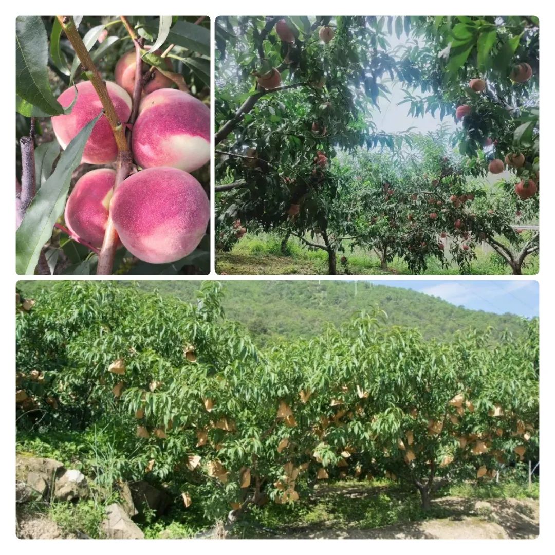 丽江日报
