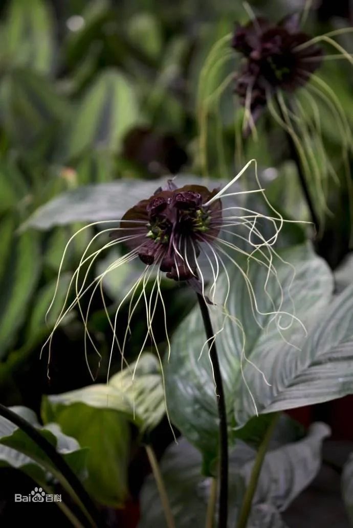 西双版纳望天树景区