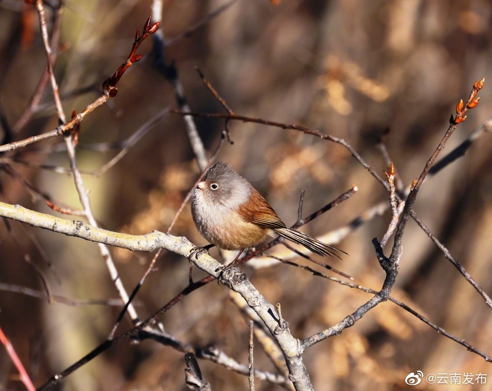 “云南发布”微博