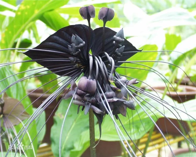 西双版纳望天树景区