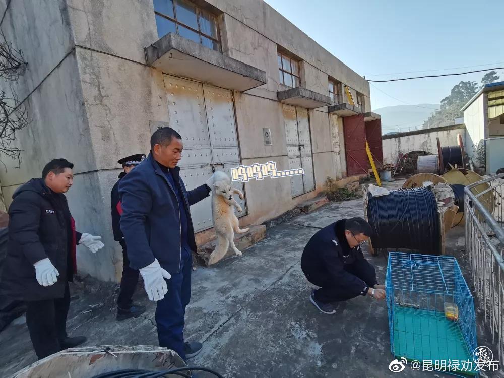 昆明禄劝发布