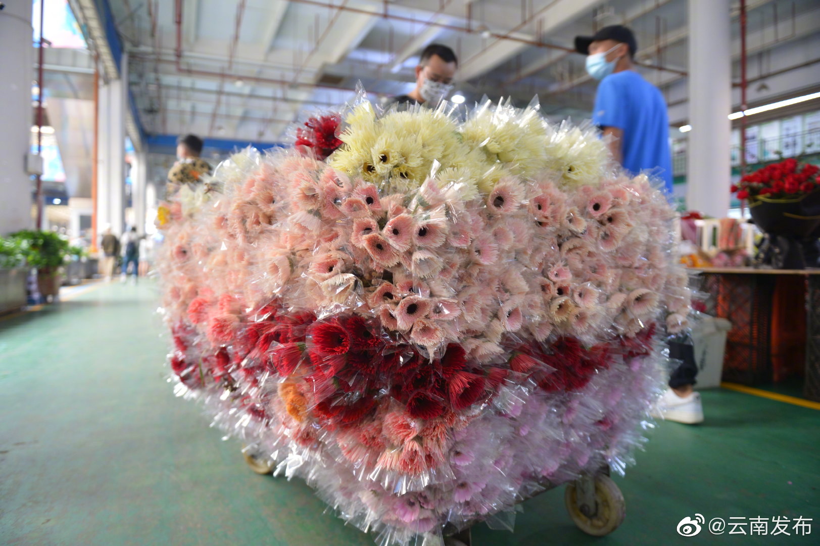 “云南发布”微博