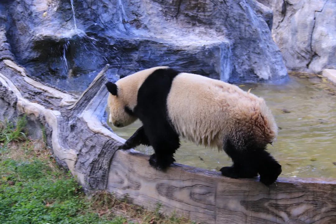 云南野生动物园