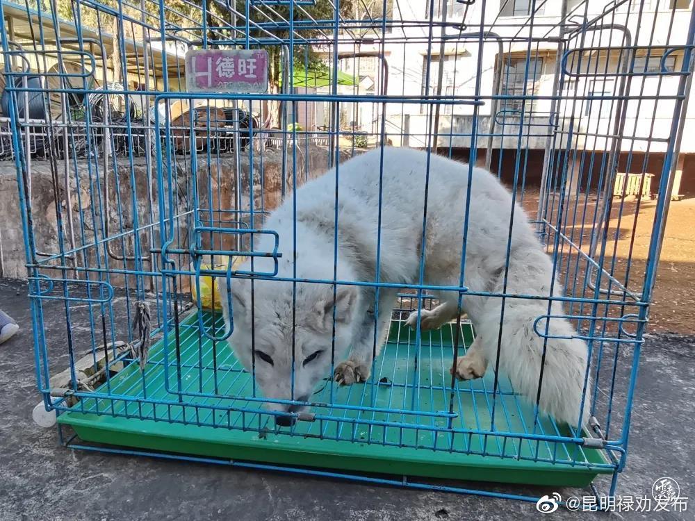 昆明禄劝发布