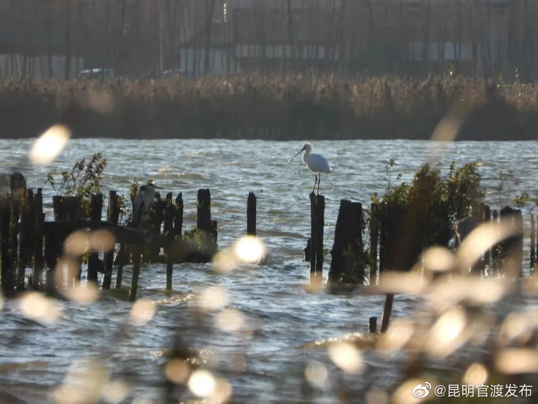 “昆明官渡发布”微博