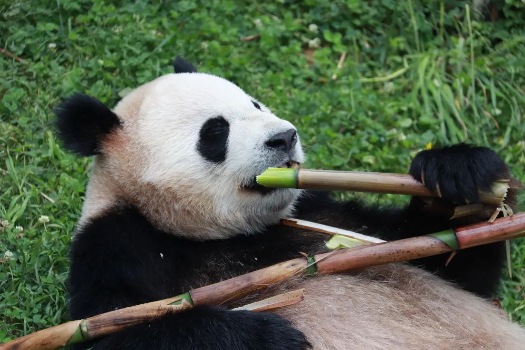 云南野生动物园