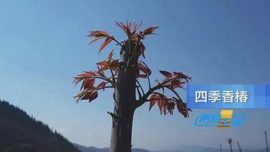 掌上春城微信公众号