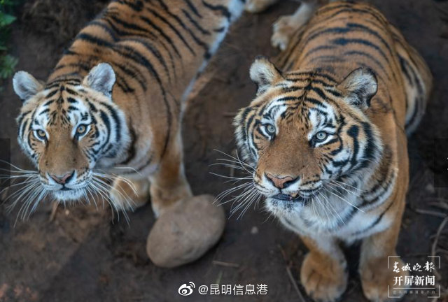 昆明信息港