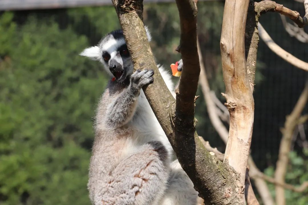 云南野生动物园