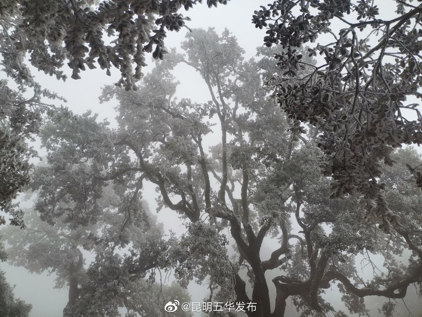 “昆明五华发布”微博