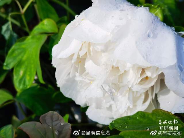 呈贡发布