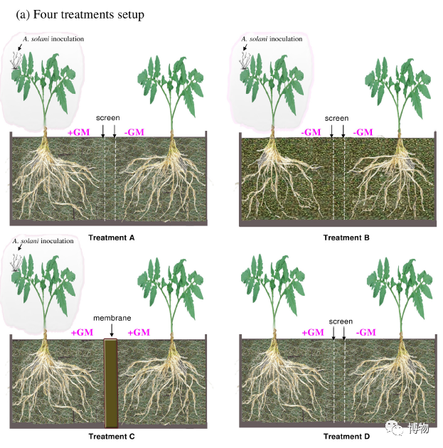 西双版纳望天树景区